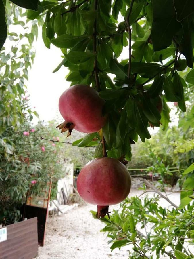 קאטהיקאס Loxandra Inn מראה חיצוני תמונה